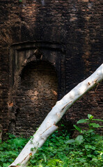 A weathered brick wall with an arched niche showcases nature's resilience against a backdrop of...