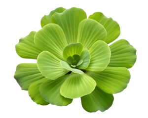 A bright green aquatic water lettuce plant with layered leaves, isolated on transparent background
