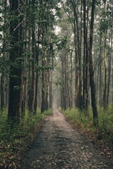 road in the forest