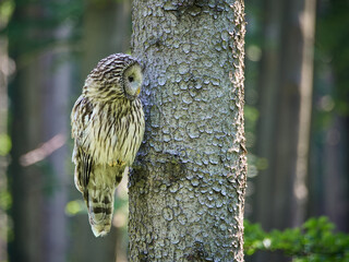 Puszczyk Uralski w Beskidzie Małym. Strix uralensis, Ural Owl. © filozofgrecki