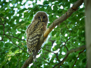 Puszczyk Uralski, młody osobnik w Beskidzie Małym. Strix uralensis, Ural Owl.