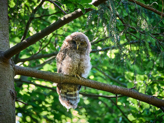 Puszczyk Uralski, młody osobnik w Beskidzie Małym. Strix uralensis, Ural Owl.