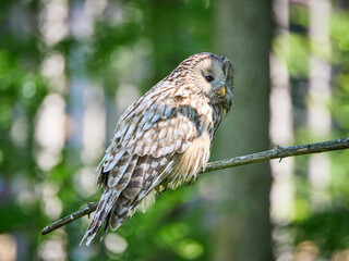 Puszczyk Uralski w Beskidzie Małym. Strix uralensis, Ural Owl.