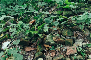 Green moss covers the bricks, creating a verdant landscape scene with natural textures and foliage...