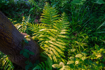 Lush green ferns and foliage thrive in a woodland setting with a fallen tree creating a scene of...