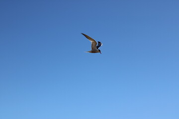 Side profile of a seagull in flight with raised wings. A seagull captured in perfect profile, flying across the clear sky with wings fully lifted, centered in frame.