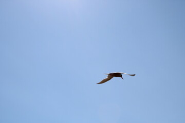 Rear-side view of a seagull flying with wings lowered. A seagull captured from a rear diagonal angle mid-flight with its wings fully lowered, gliding calmly through the sky.