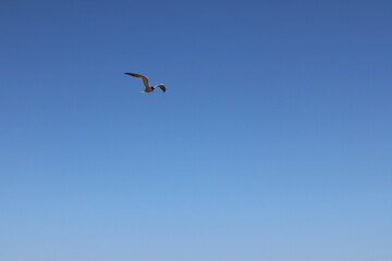 Seagull mid-flight from diagonal front angle with raised wings. A seagull captured from a diagonal front-side view, soaring mid-air with wings extended upward in a dynamic pose.