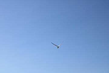 Seagull flying away with wings raised, back view. A rear view of a seagull soaring away with its wings stretched upward, gradually disappearing into the open sky — a moment of solitude and motion.
