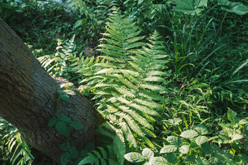 Tranquil fern garden with lush greenery, featuring woodland ferns and a textured tree trunk creating a peaceful natural scene. © Mubinuddoula