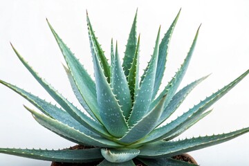 aloe vera plant isolated on white