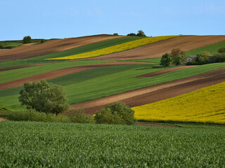 Ponidzie - Polska toskania. Wiosna na polach, rzepak. Kolorowe pola - szachownica.  © filozofgrecki