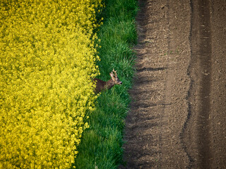 Fototapeta premium Ponidzie - Polska toskania. Wiosna na polach, rzepak. Kolorowe pola - szachownica. Sarna - kozioł. 
