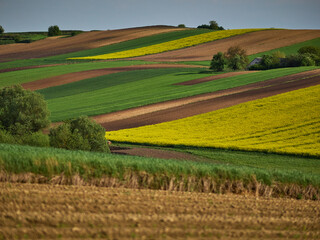 Obraz premium Ponidzie - Polska toskania. Wiosna na polach, rzepak. Kolorowe pola - szachownica. 