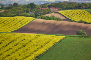 Obraz premium Ponidzie - Polska toskania. Wiosna na polach, rzepak. 