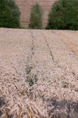 field of wheat with path 