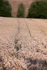 wheat farm and horizon