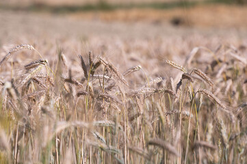wheat field on sunny day 
