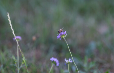 bee on a flower