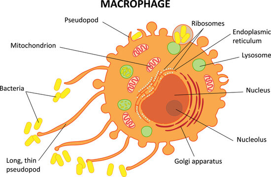 Macrophage. Internal structure of the cell. Diagram. 