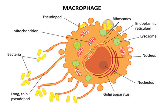 Macrophage. Diagram. Internal structure of the cell.