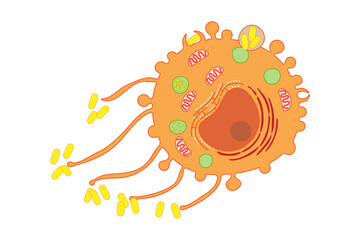 Macrophage. Internal structure of the cell.