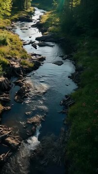 Peaceful River Stream in Summer Forest