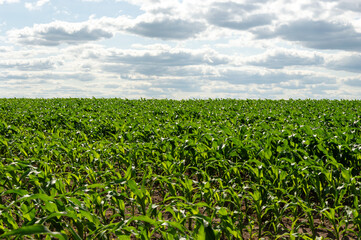 Lush corn plants stretch across a vast field under a bright, partly cloudy sky, capturing the essence of agricultural growth