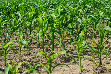 Corn plants rise steadily from the earth, their leaves vibrant and healthy under the warm summer...
