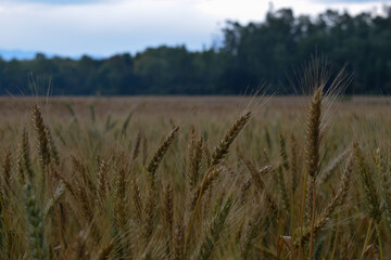 Wheat field in countryside on a overcast day