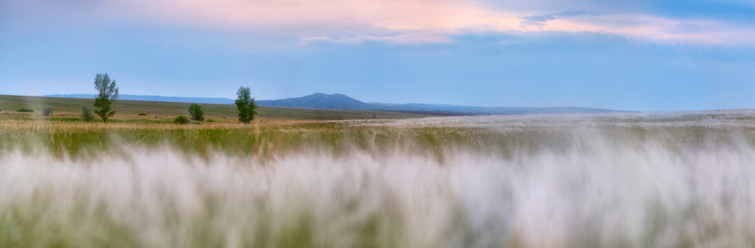 panorama of feather grass steppe at sunset