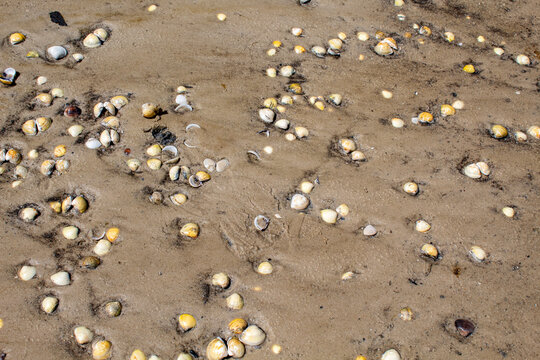 conchas na areia da praia 
