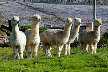 llama in the zoo © MarekLuthardt