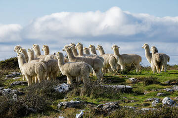 flock of alpaca