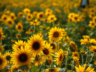 Obraz premium Yellow sunflower field under morning dew with soft sunlight and intimate low?angle framing