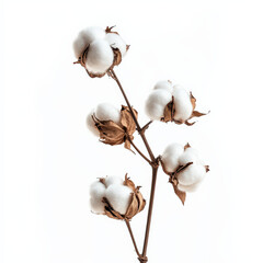Cotton plant branch with white bolls isolated on white