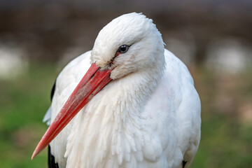 White stork