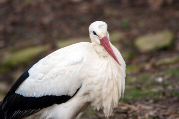 White stork