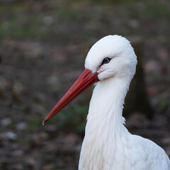 White stork