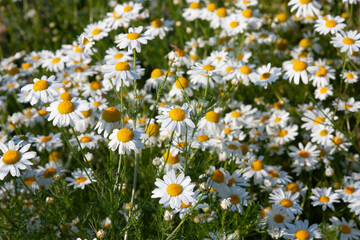 Fototapeta premium White summer flowers A large number of daisies in the field on a bright sunny summer day. Carpet of blooming daisies on the field for background, post, screensaver, wallpaper, postcard, banner, cover
