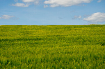 Golden barley field sways gently in the breeze under a clear blue sky dotted with white clouds as sunlight brightens the landscape