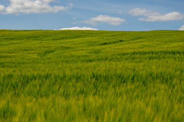 Fototapeta premium Vibrant green barley plants sway gently in the breeze beneath a clear blue sky with scattered white clouds