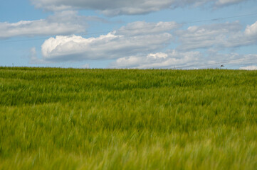 Fototapeta premium Vast barley fields stretch across the landscape, swaying gently in the breeze under a clear blue sky filled with clouds