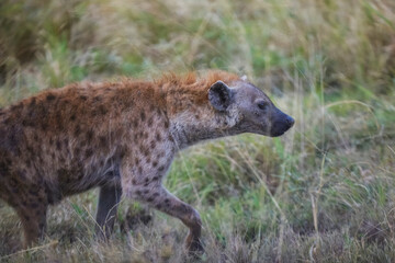 A hyena hunting for food during an African Safari