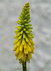 A Beautiful and Vibrant Yellow and Green Flower Spike Thriving Naturally in the Wild