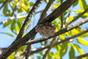 Abandoned paper wasp (Polistes humilis) nest