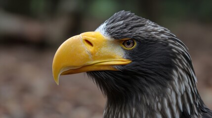 Obraz premium Close-up of a bird's head (2)