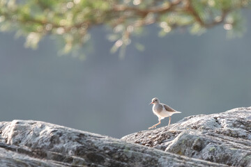 A Common Sandpiper On A Rock (Actitis Hypoleucos)