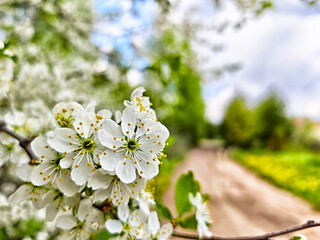On a beautiful spring afternoon, the pathway in the lush green park is adorned with blossoming white flowers, creating a picturesque scene that invites leisurely strolls and joyful moments in nature