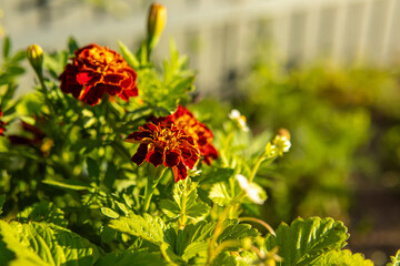 Blooming dark orange marigolds. Soft focus. Free space for text